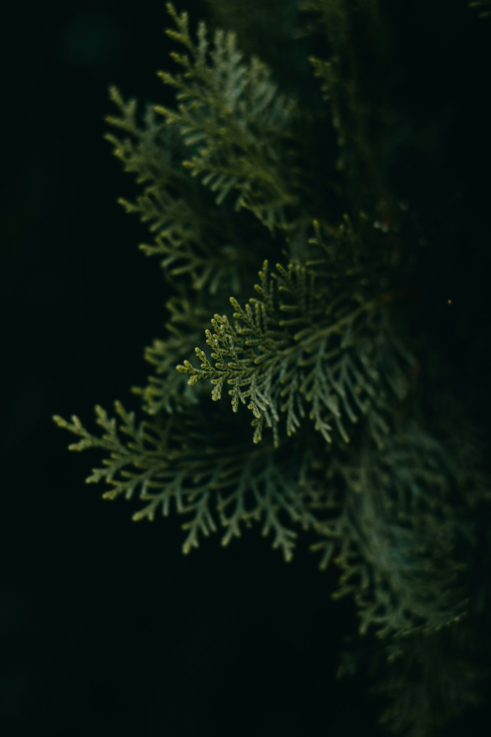 a close up of a green tree branch