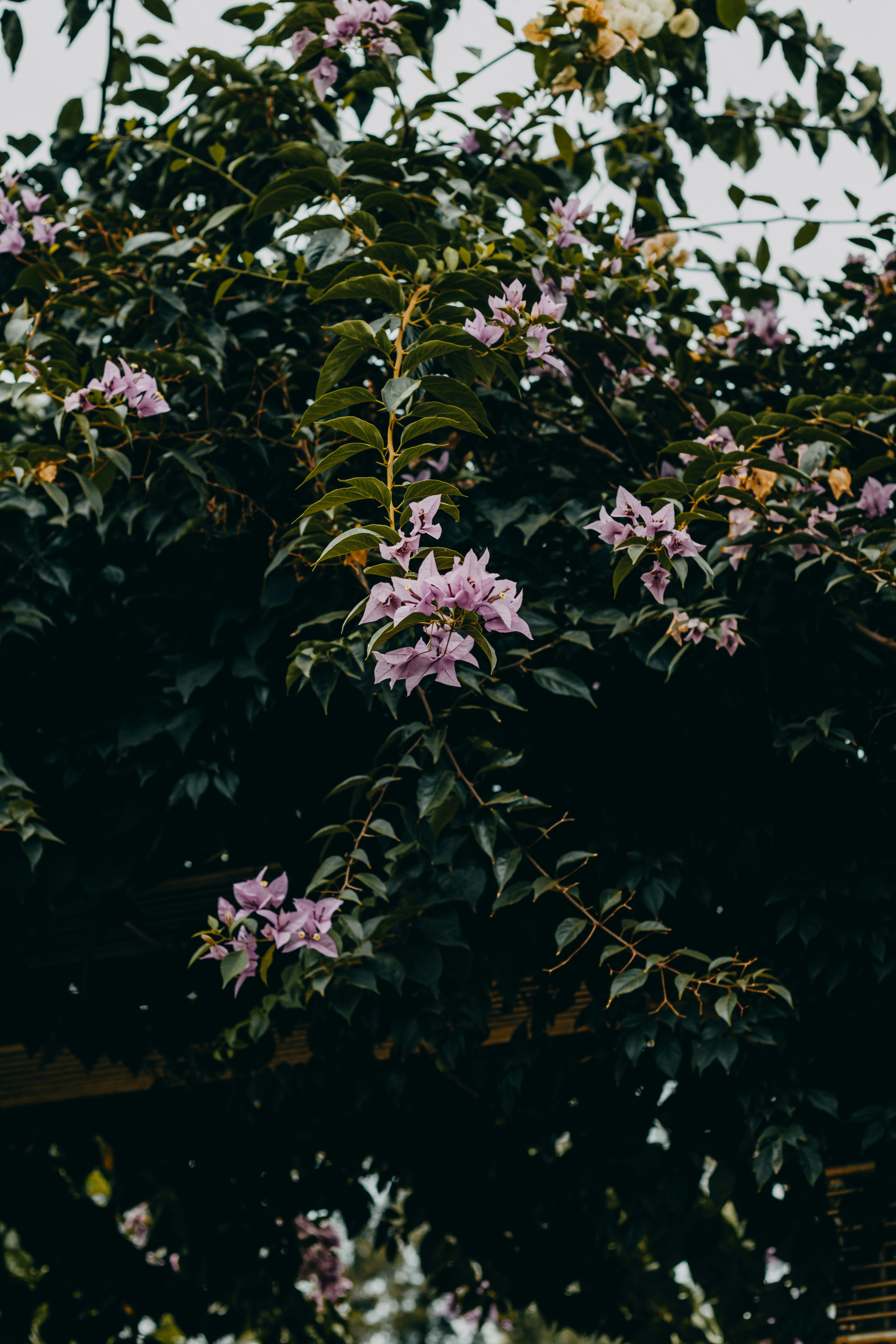 Photo by dhilipantony