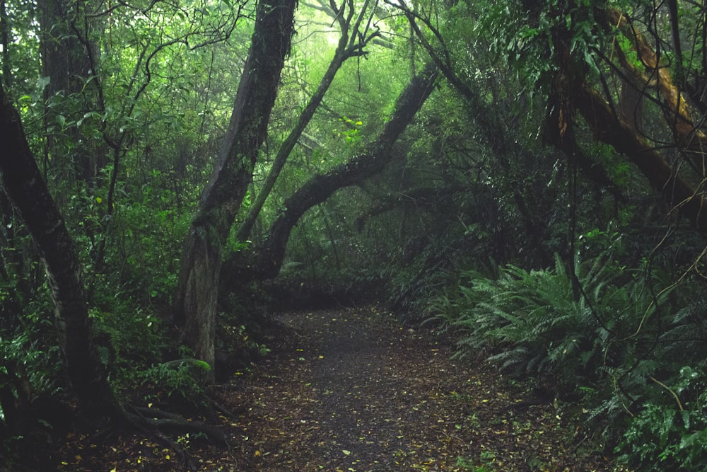 a path in the middle of a lush green forest