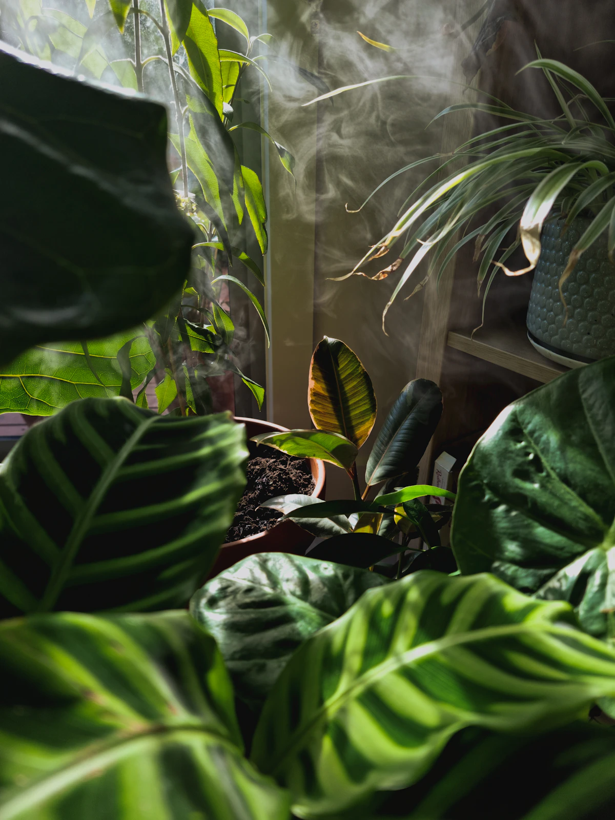 A small group of houseplants kept together near a window, the simplest way to raise local humidity for calatheas through a UK winter