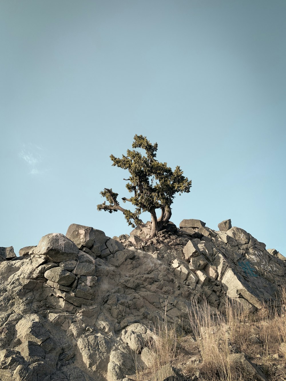 a lone pine tree sitting on top of a rocky hill
