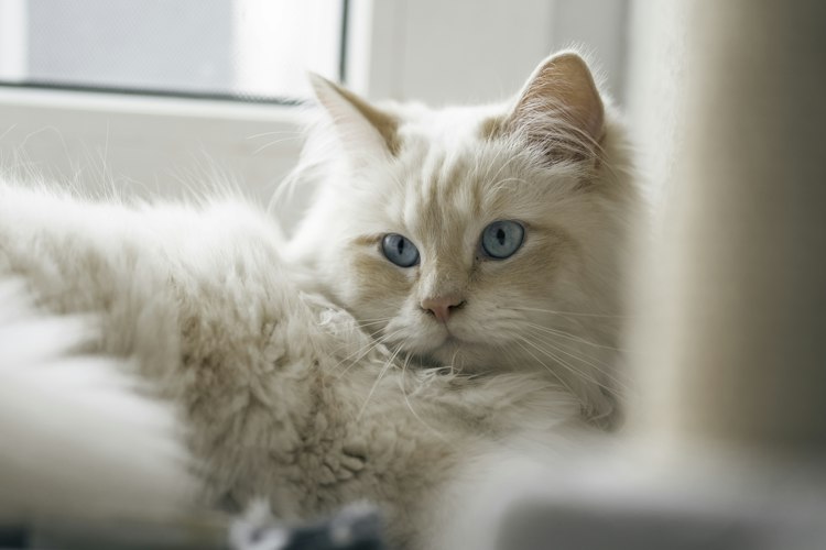 Pale Birman cat resting on a windowsill