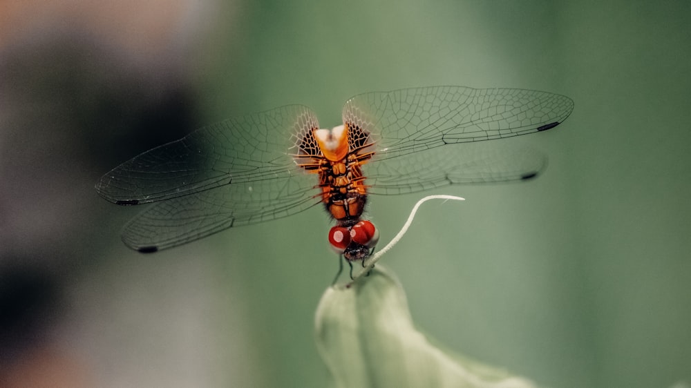 Un primer plano de una mosca dragón en una planta