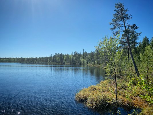 A lake among birch and pine — Murmansk, Russia