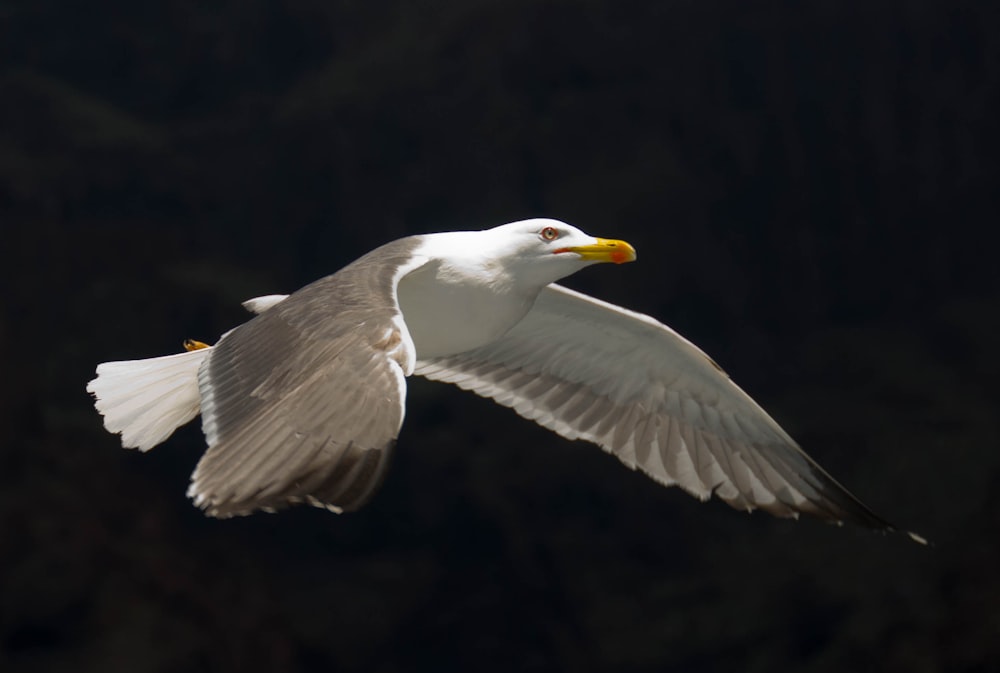 a seagull flying in the air with its wings spread