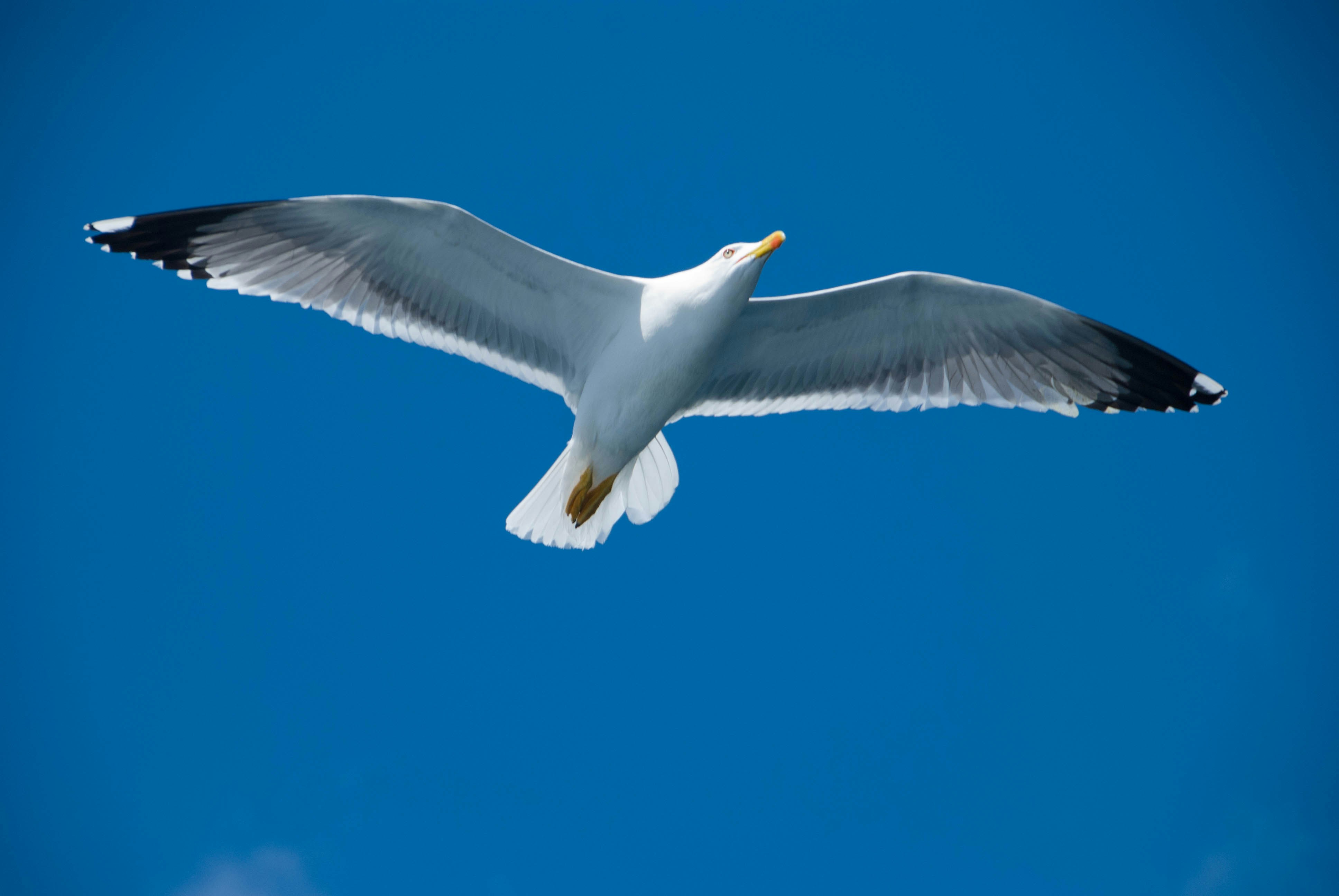 Photo by guszenagger