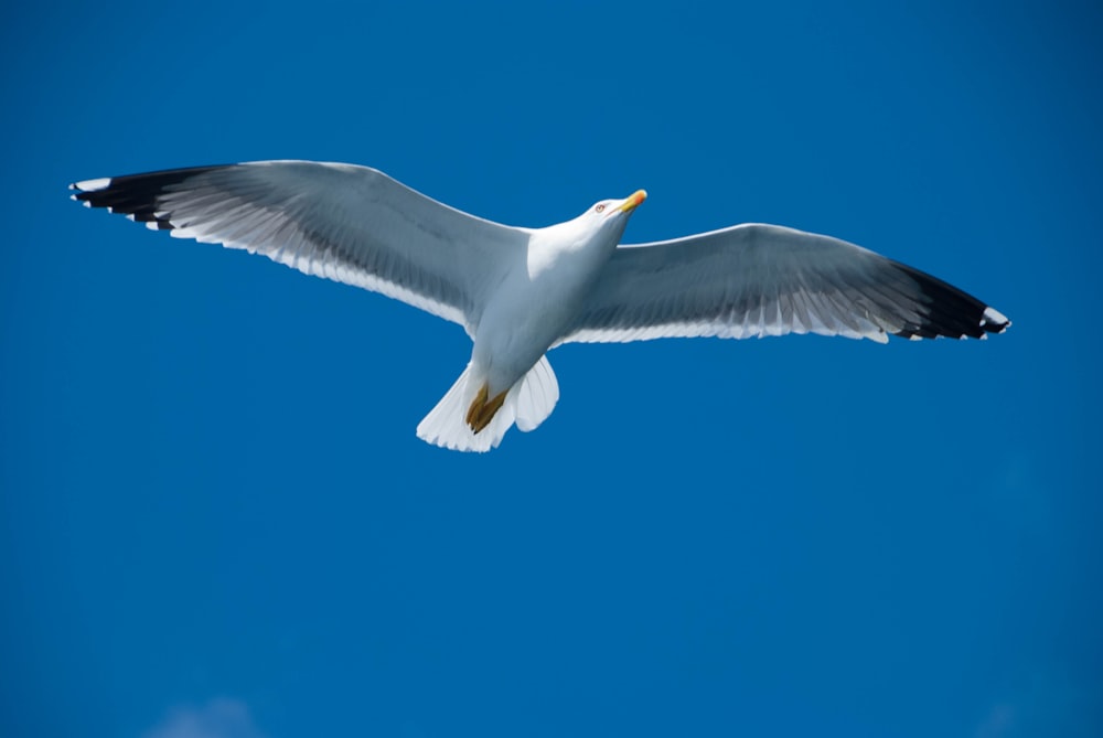 a white bird flying through a blue sky