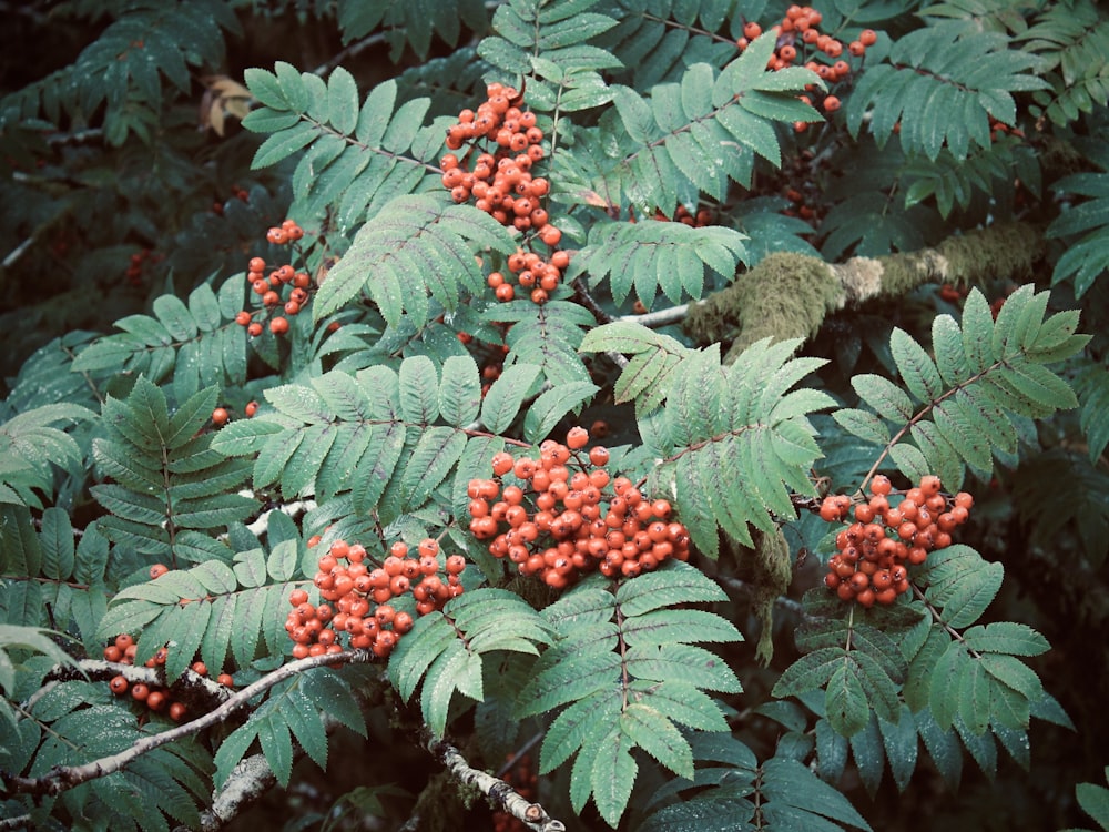 a close up of a tree with berries on it