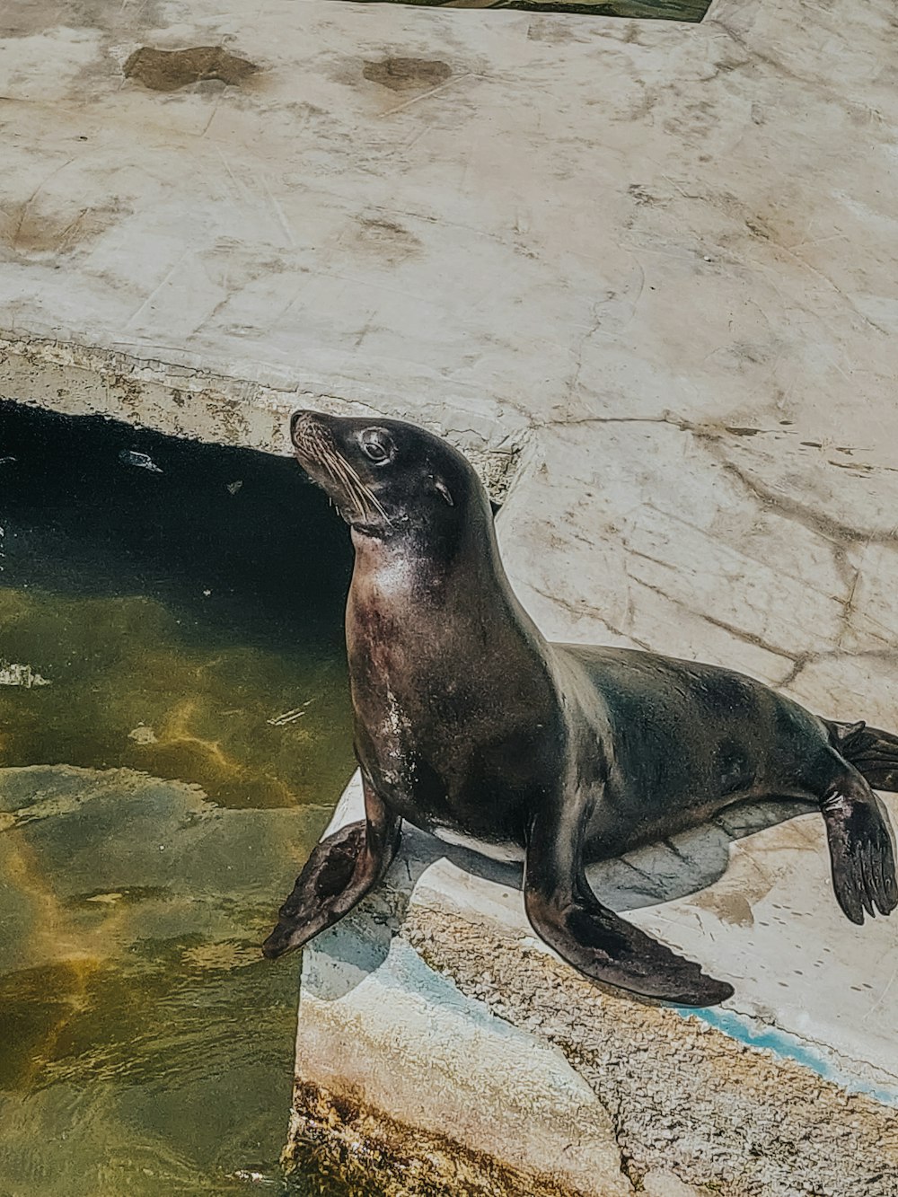 a seal sitting on a ledge next to a body of water