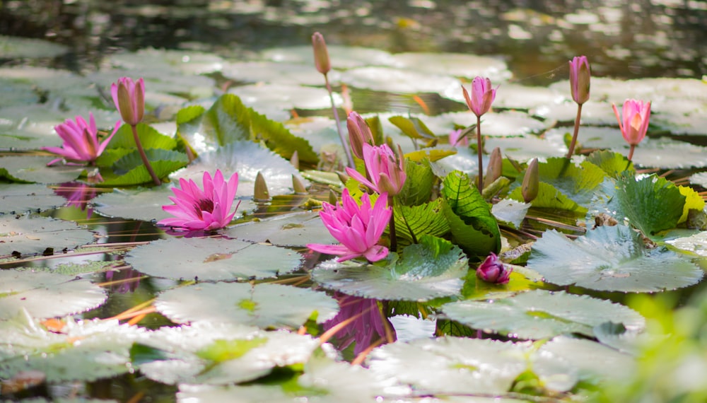 a group of water lilies floating on top of a pond