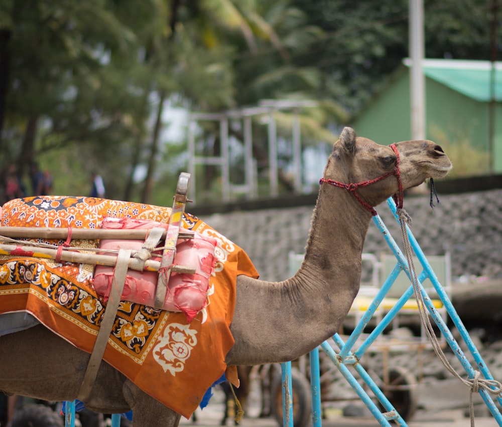 a camel with a saddle on its back