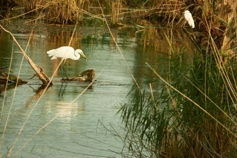 a white bird is standing on a branch in the water