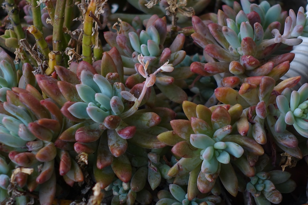 a close up of a bunch of succulents