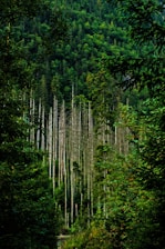 A researcher examining young trees in a dense Congo forest.