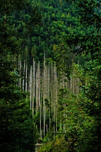 A researcher examining young trees in a dense Congo forest.
