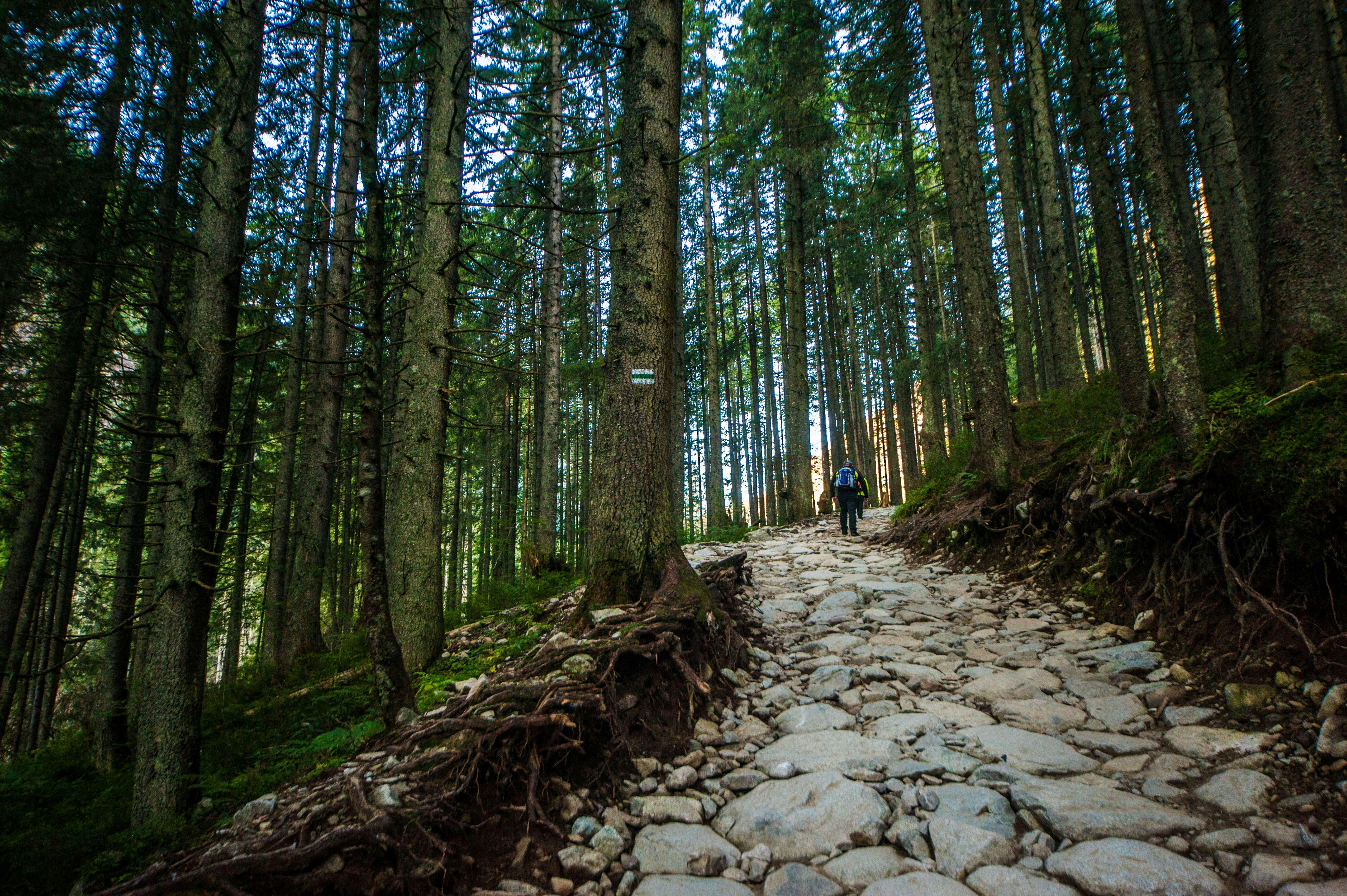a stone path in the middle of a forest