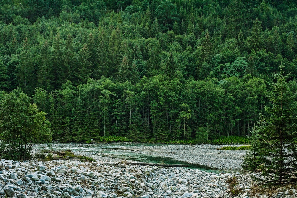 a river running through a lush green forest