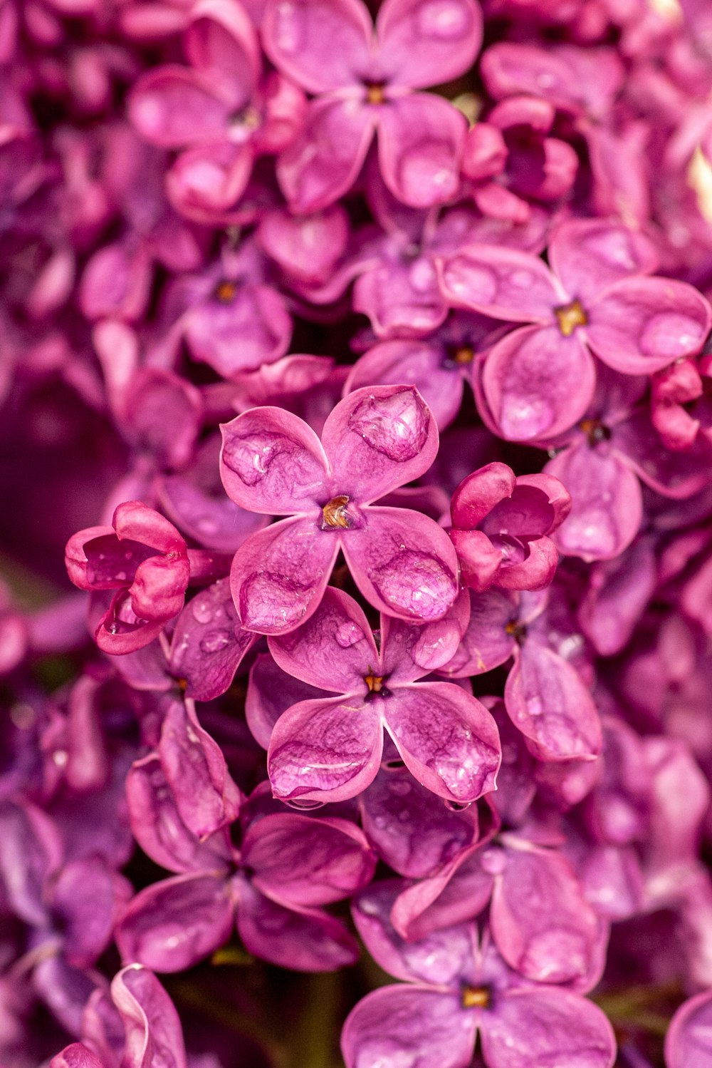 a close up of a bunch of purple flowers