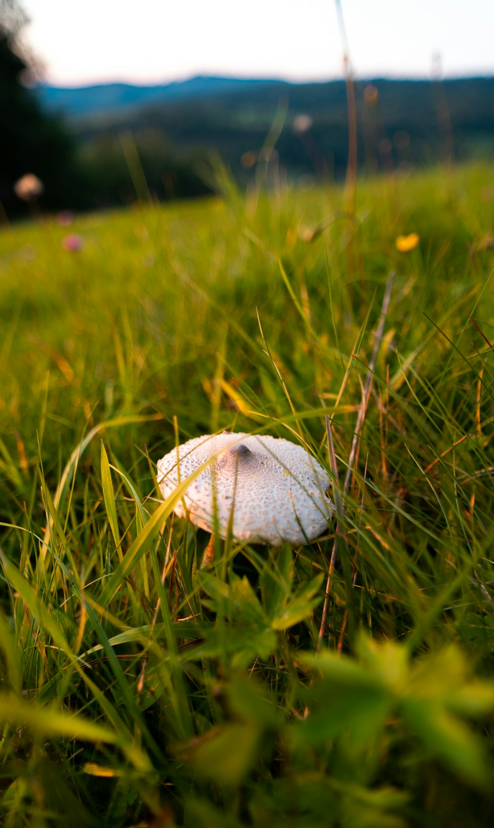 흰 버섯이 풀밭에 앉아있다.