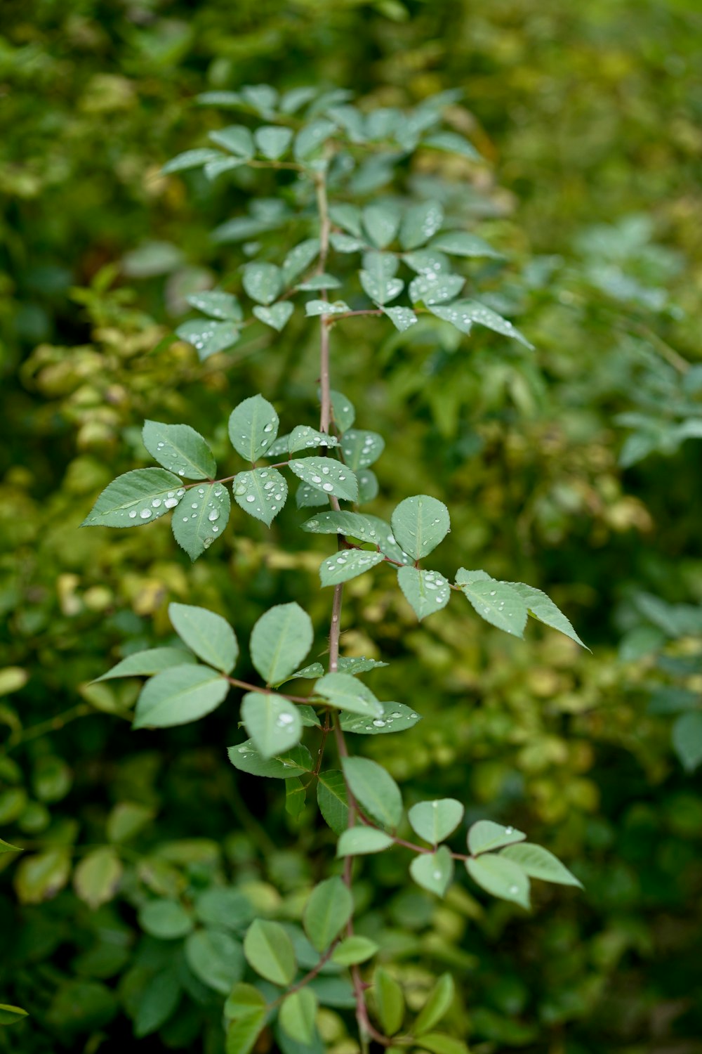 a close up of a plant with water droplets on it