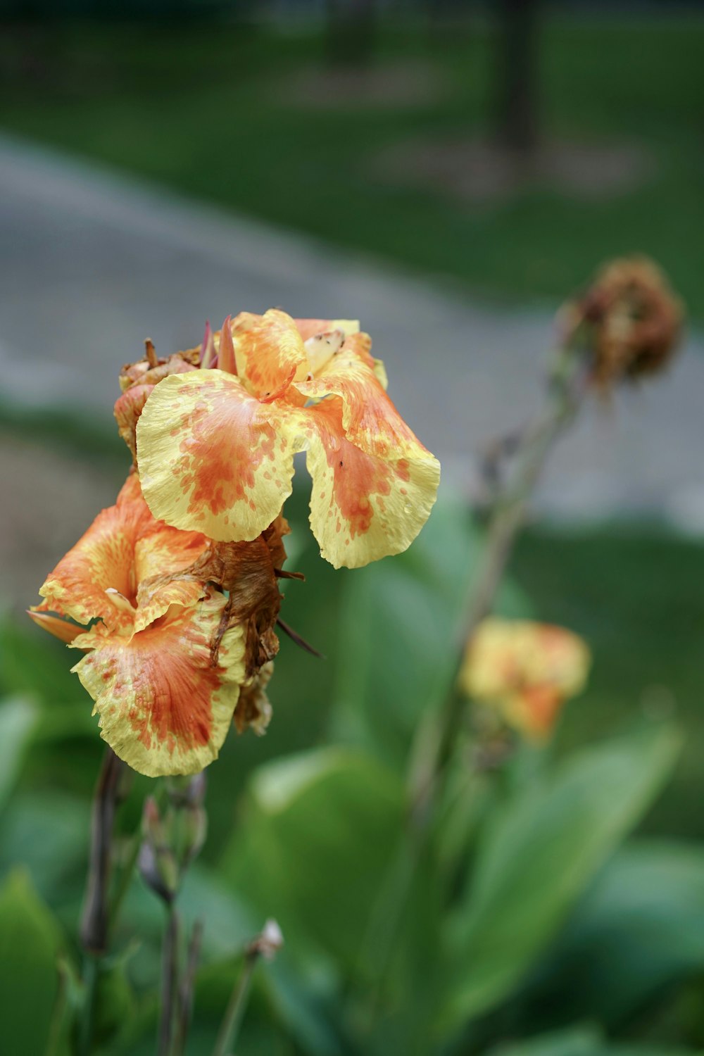 a close up of a yellow and orange flower