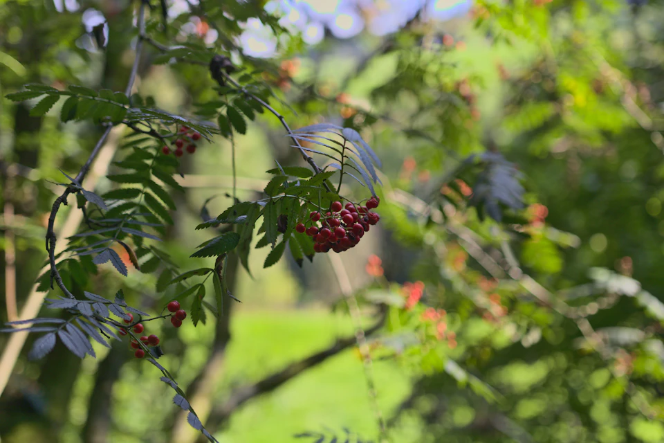 The image depicts a branch from a tree with red berries hanging from it, set against a blurred background that suggests a park or forest setting. The perspective is from below, looking up at the berry-laden branch and providing a sense of scale to the scene.