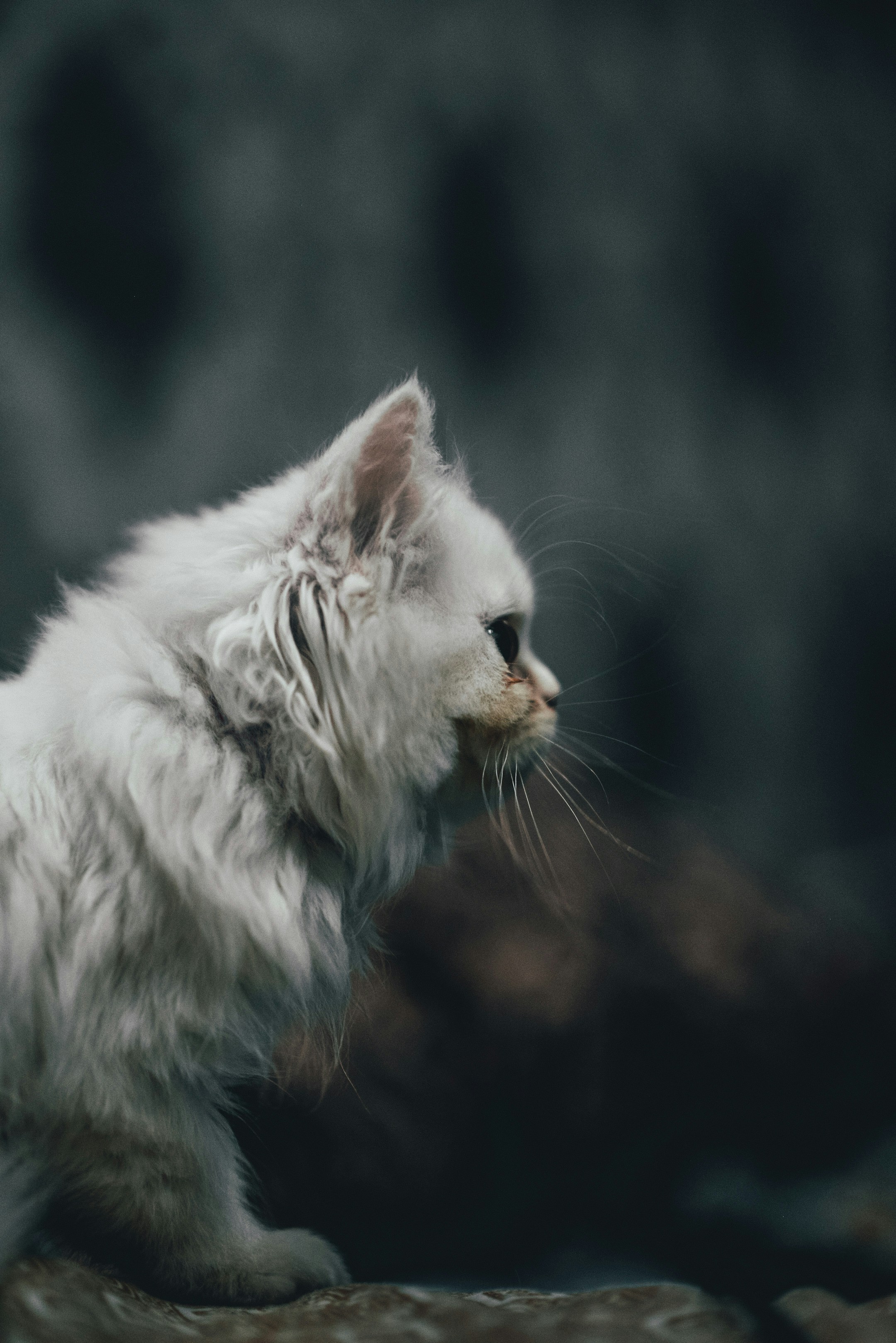 Photo by aali_jaffry