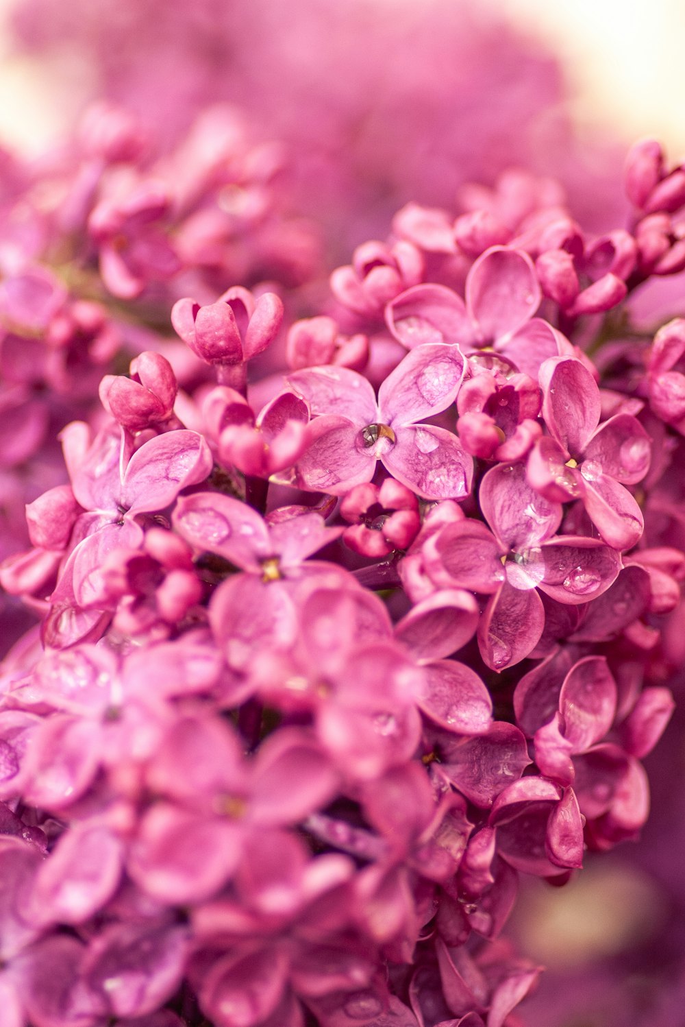 Eine Nahaufnahme eines Straußes lila Blumen