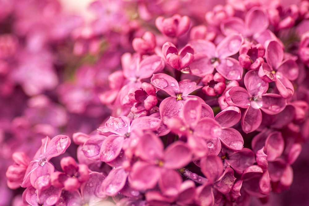 a close up of a bunch of purple flowers