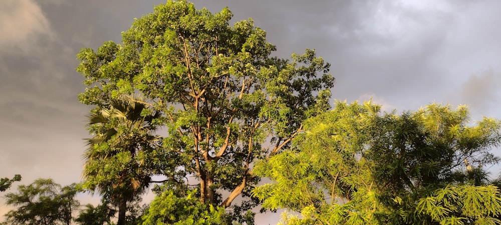 a group of trees that are next to each other