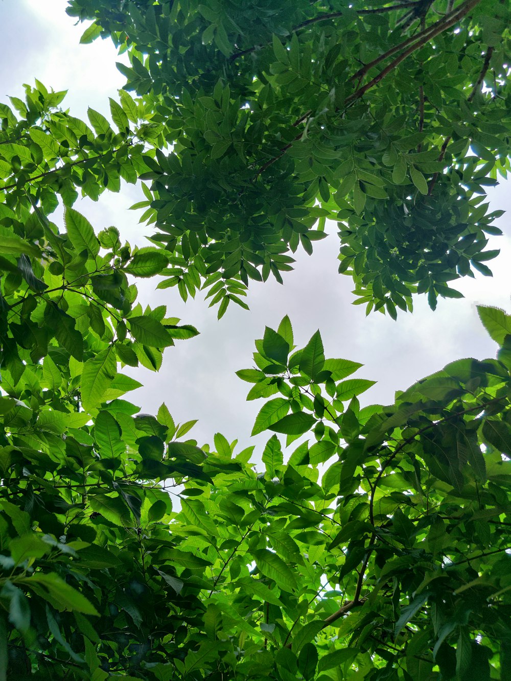 una vista delle foglie di un albero dal basso