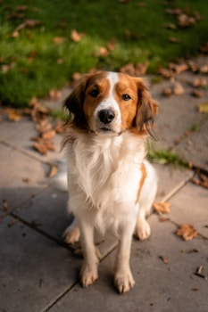 a brown and white dog sitting on top of a sidewalk