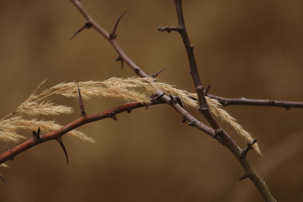 a close up of a branch with small leaves