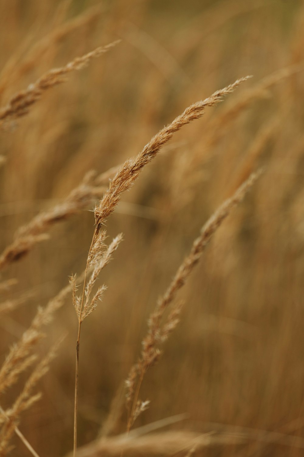 a close up of a bunch of tall grass