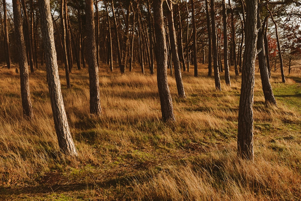 a grassy field with lots of trees in the background