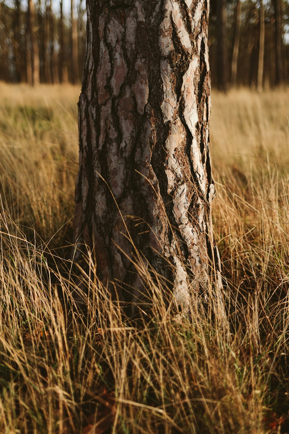 a close up of a tree trunk in a field