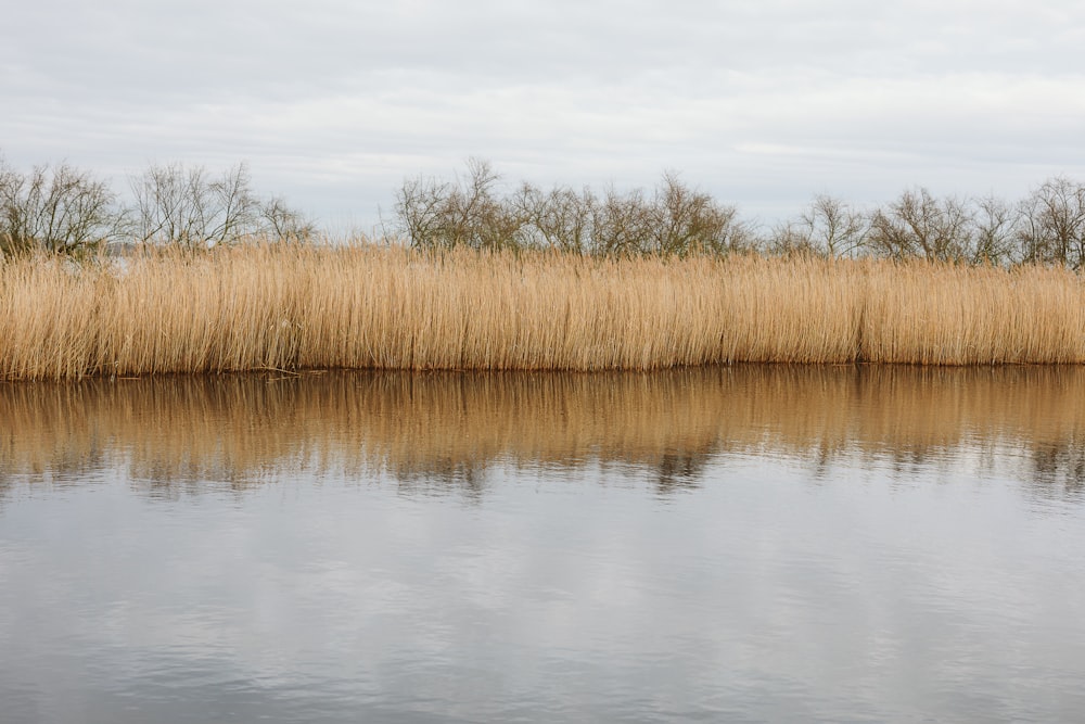 a body of water surrounded by tall grass