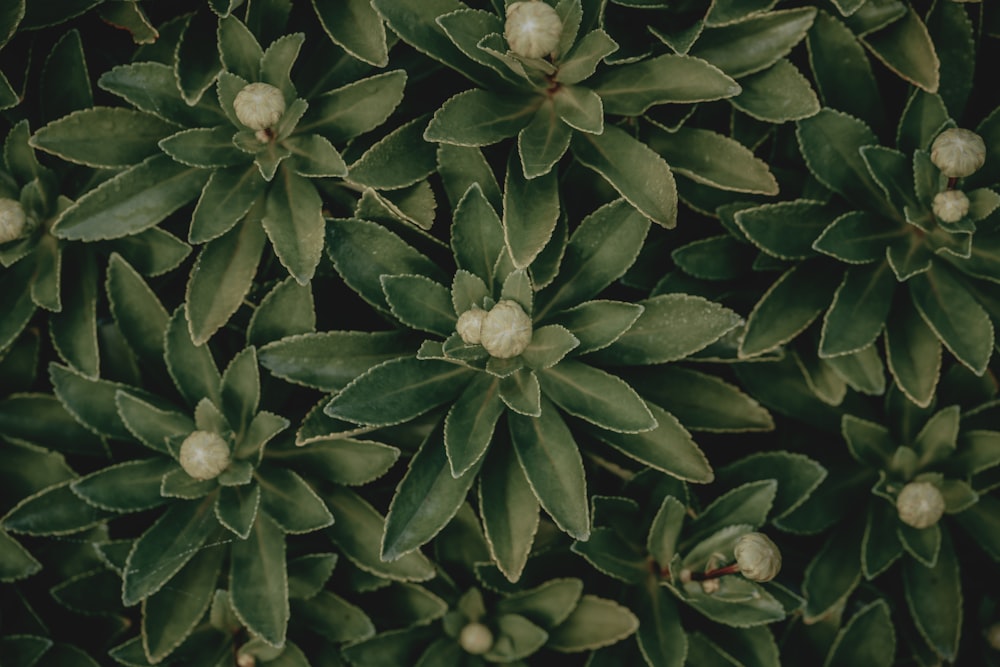 a close up of a plant with green leaves