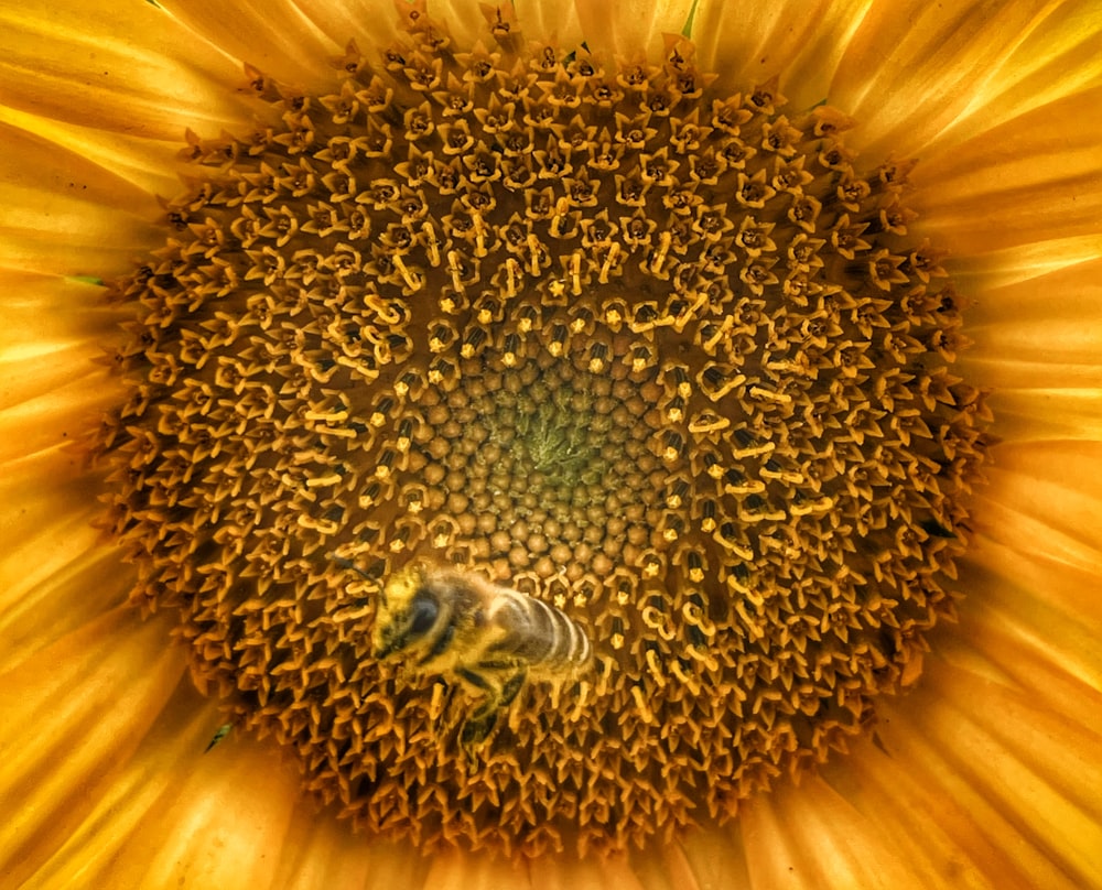 a large sunflower with a bee inside of it