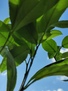 Close-up of fresh green moringa leaves with sunlight filtering through.