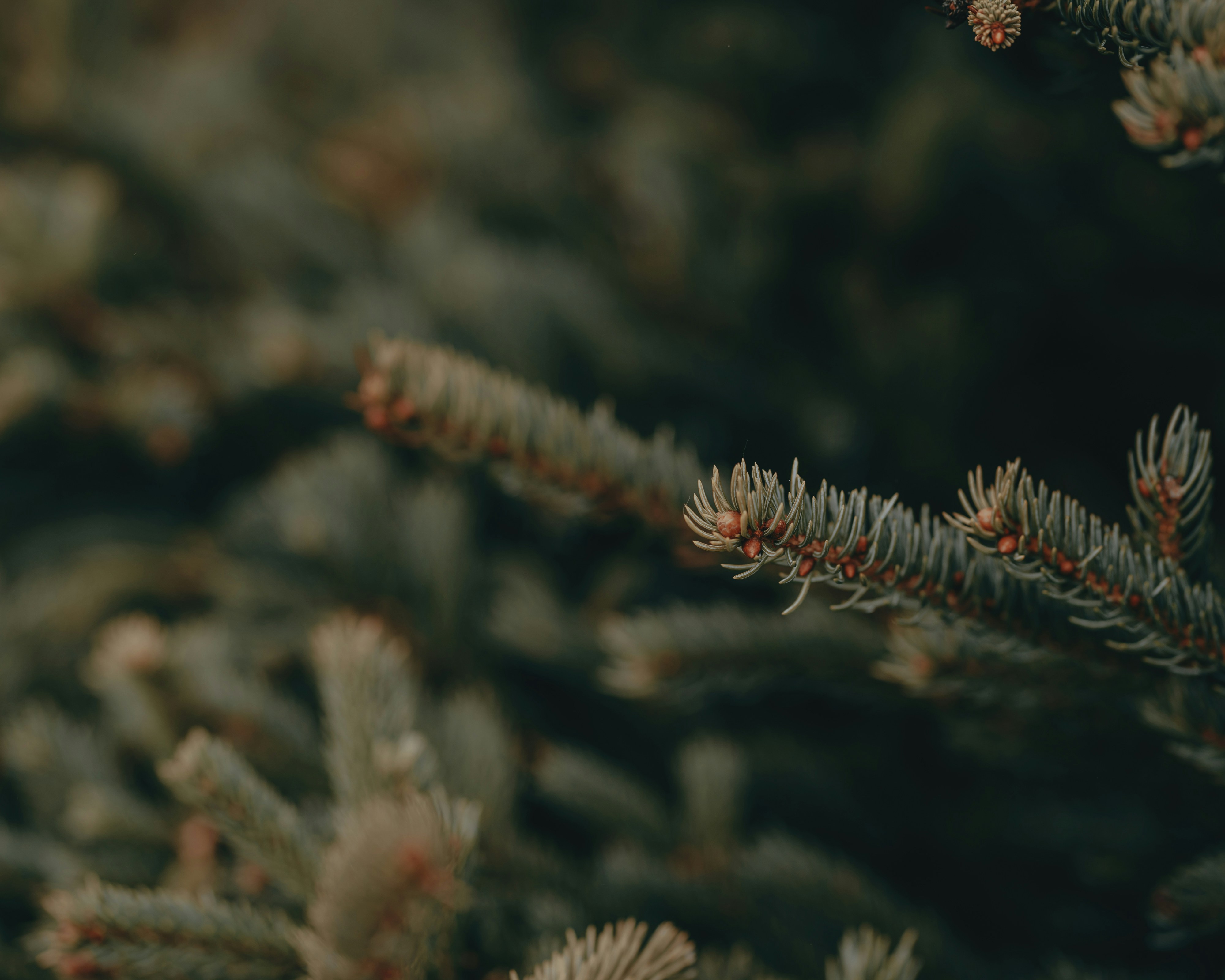 Pines on Monhegan Island (IG: @clay.banks)