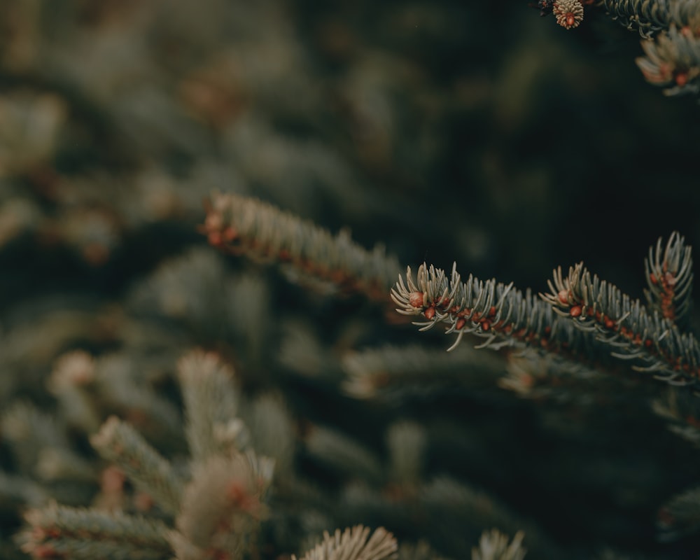 a close up of a pine tree branch