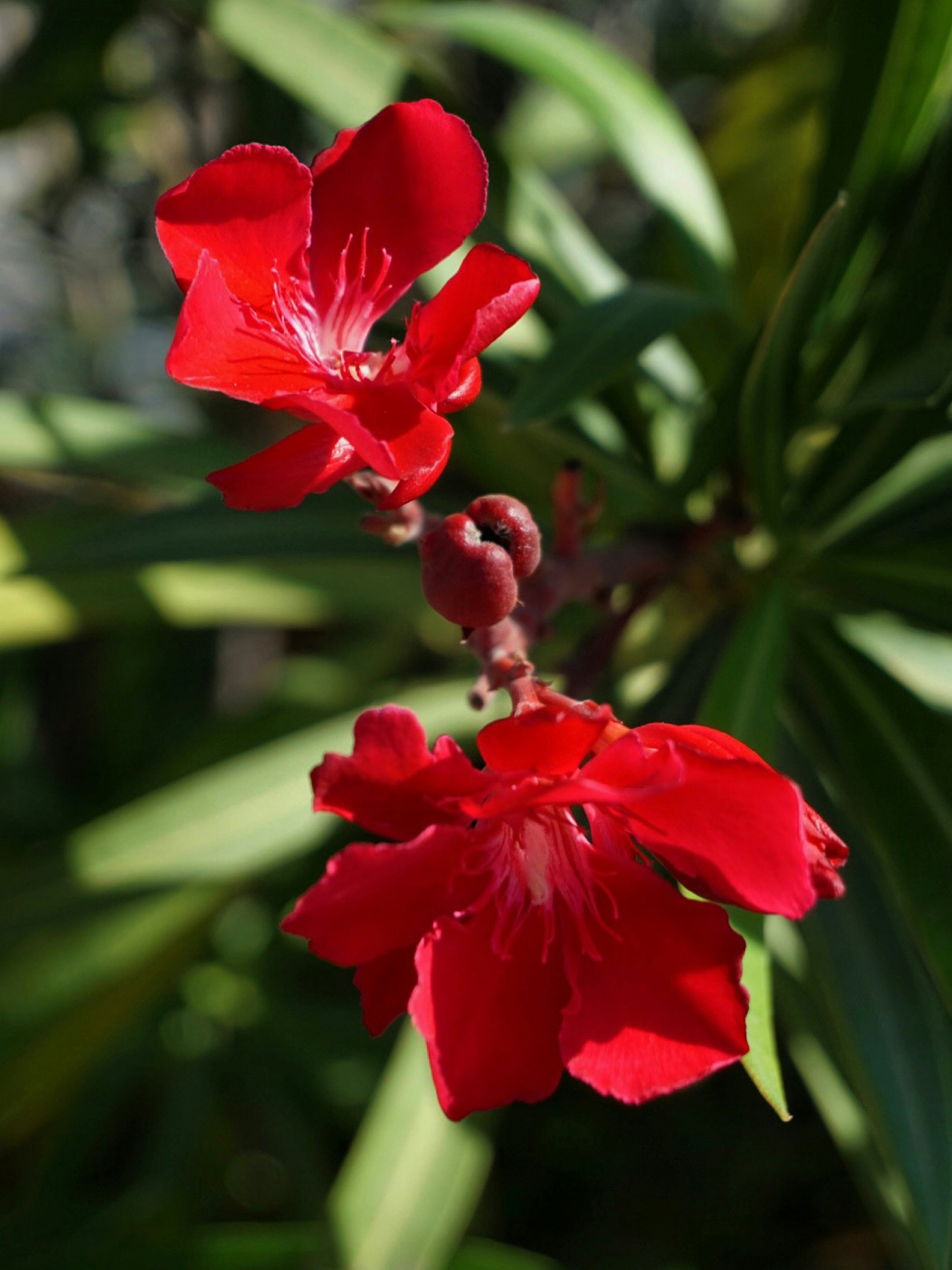 Photo by lisadelarte