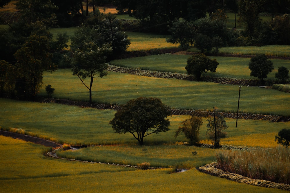 a lush green field with trees and a stone wall