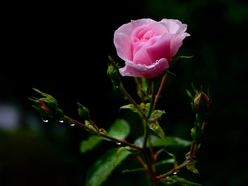 uma única rosa rosa com gotículas de água sobre ela