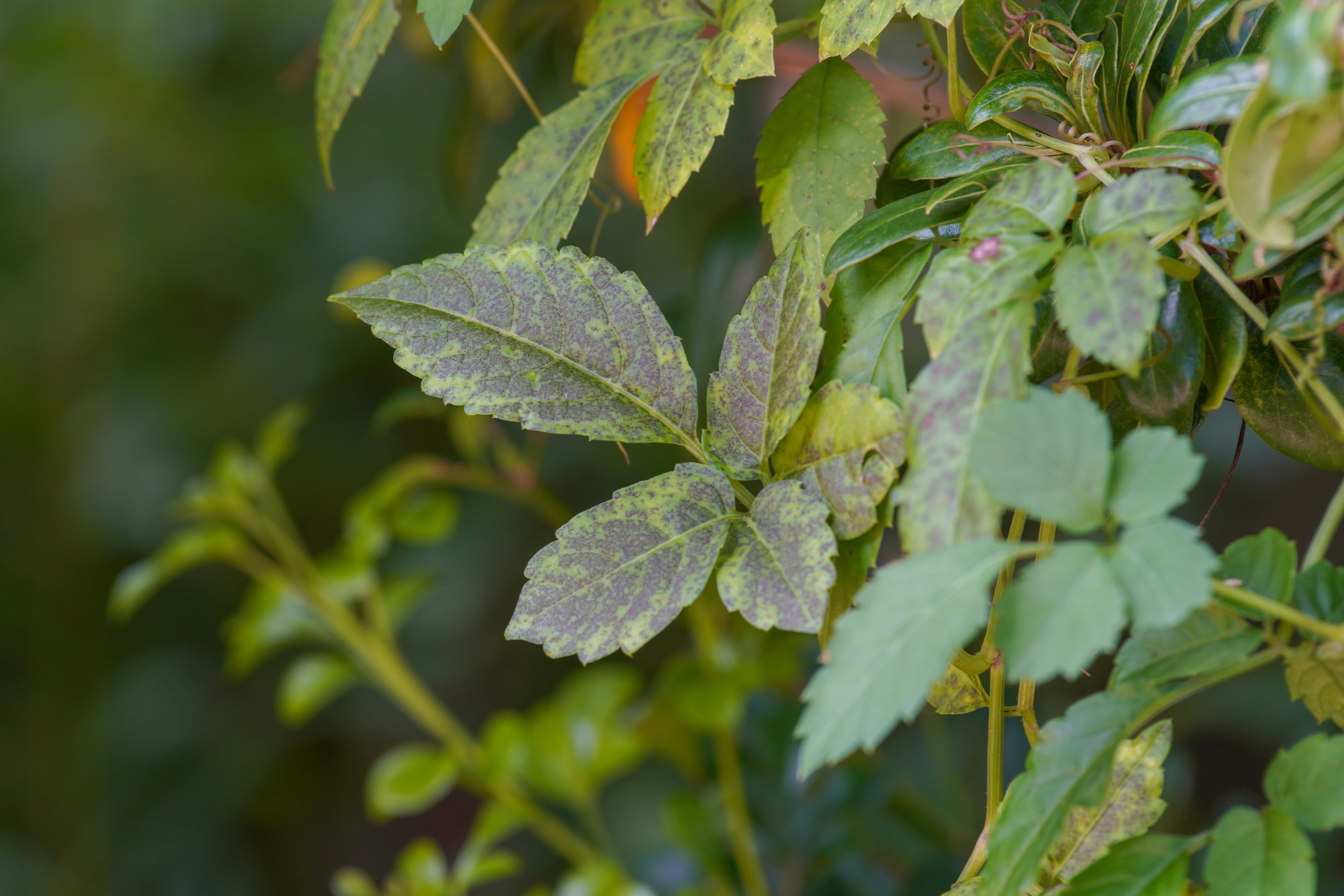 Leaves ground