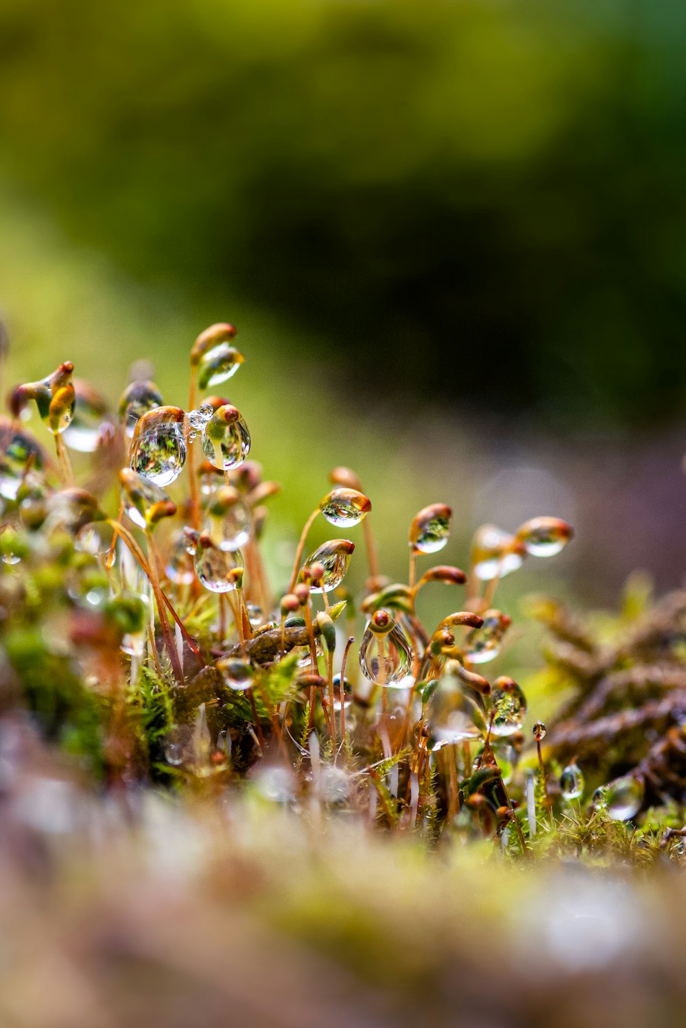 a close up of a plant with drops of water on it