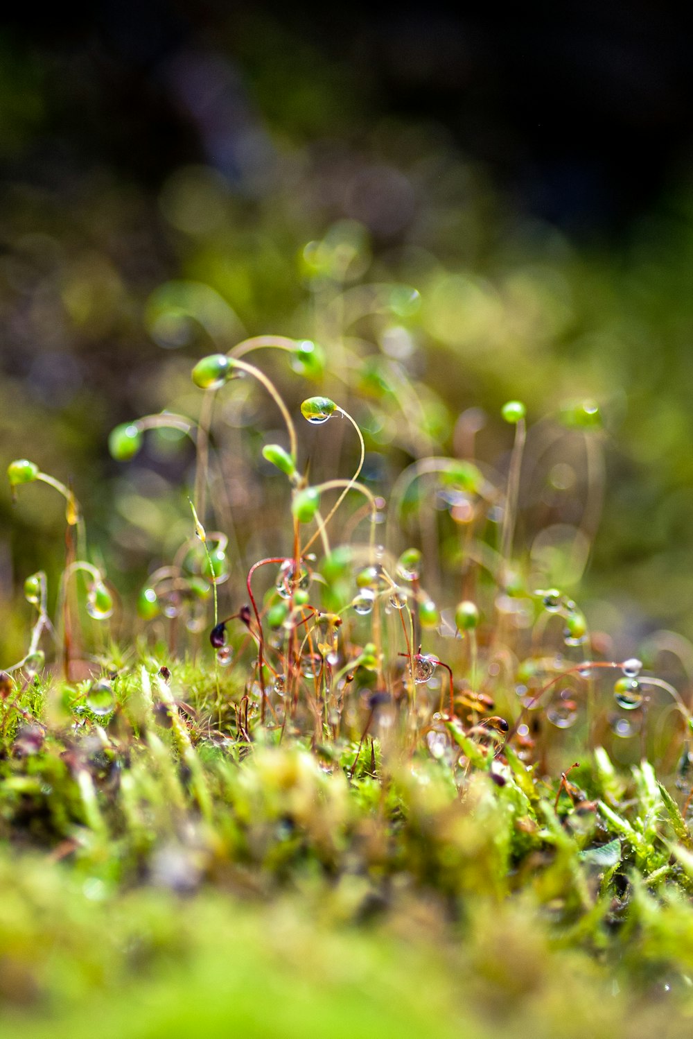 a close up of a moss covered ground