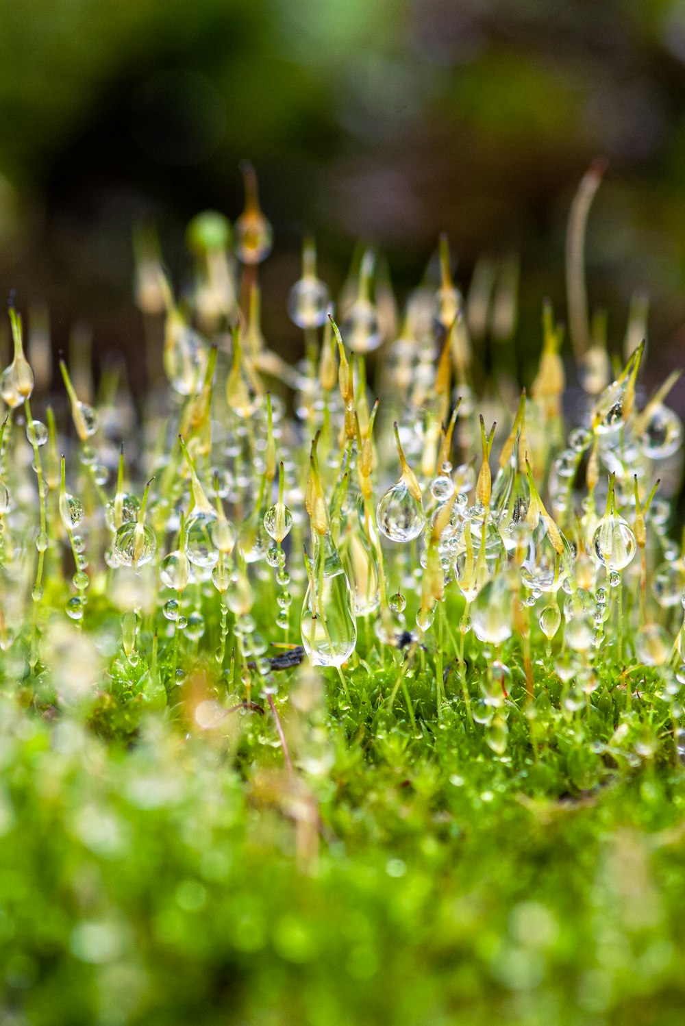 a close up of grass with drops of water on it