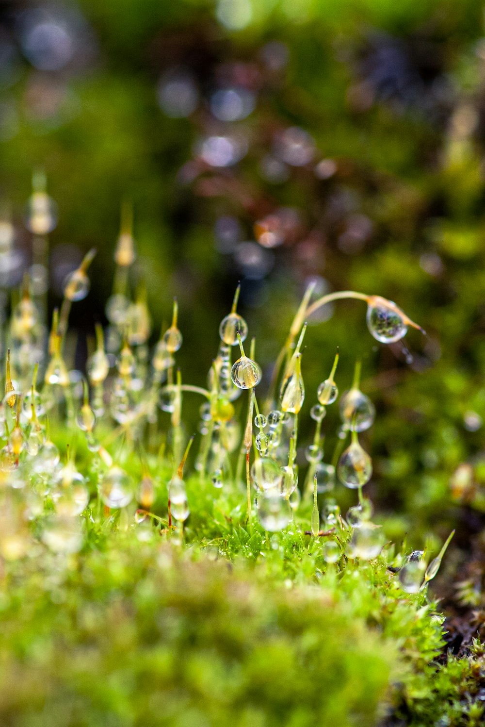 a close up of water droplets on a mossy surface